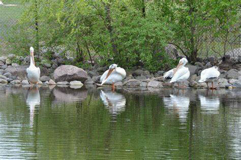 birds